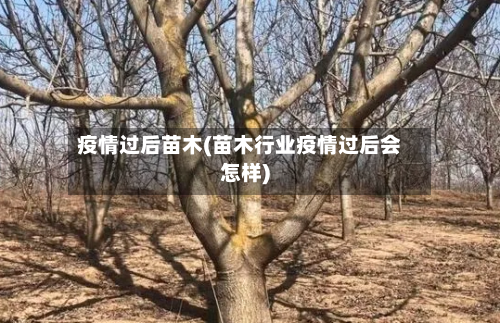 疫情过后苗木(苗木行业疫情过后会怎样)-第3张图片