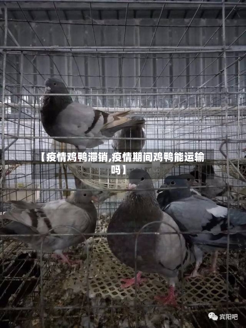 【疫情鸡鸭滞销,疫情期间鸡鸭能运输吗】-第2张图片