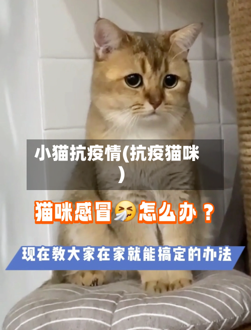 小猫抗疫情(抗疫猫咪)-第3张图片