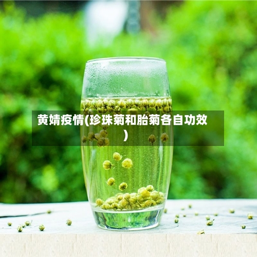 黄婧疫情(珍珠菊和胎菊各自功效)