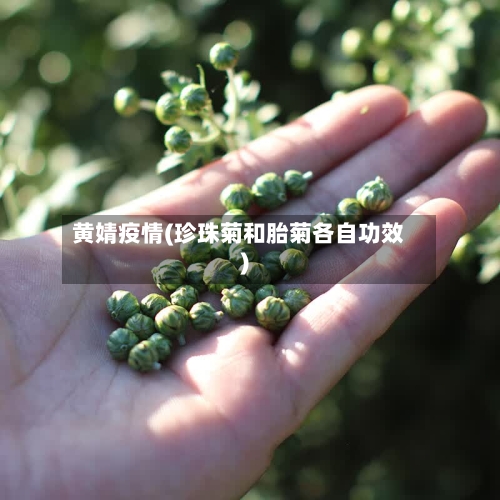 黄婧疫情(珍珠菊和胎菊各自功效)-第2张图片