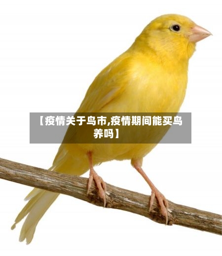 【疫情关于鸟市,疫情期间能买鸟养吗】