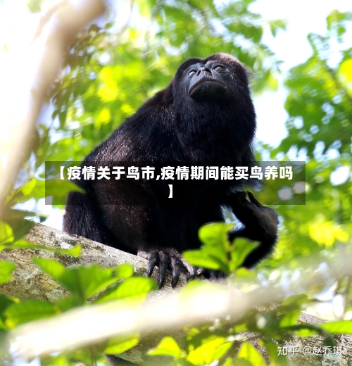 【疫情关于鸟市,疫情期间能买鸟养吗】-第2张图片