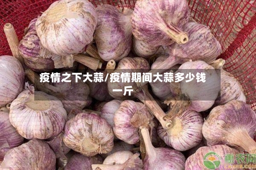 疫情之下大蒜/疫情期间大蒜多少钱一斤-第2张图片