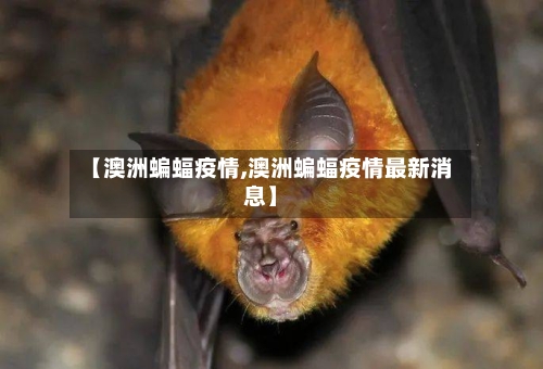 【澳洲蝙蝠疫情,澳洲蝙蝠疫情最新消息】