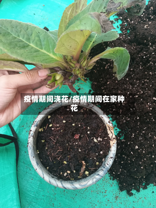 疫情期间浇花/疫情期间在家种花-第2张图片